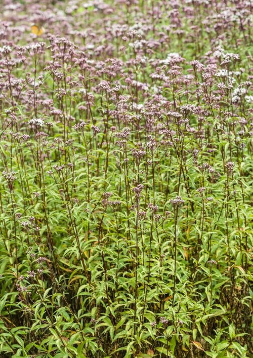 香草种植前景与利润