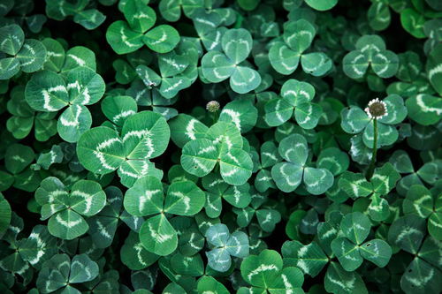 植物文化及其栽培技术