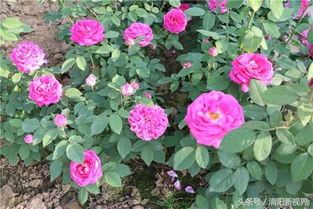 大规模月季种植， 降低精细化管理力度