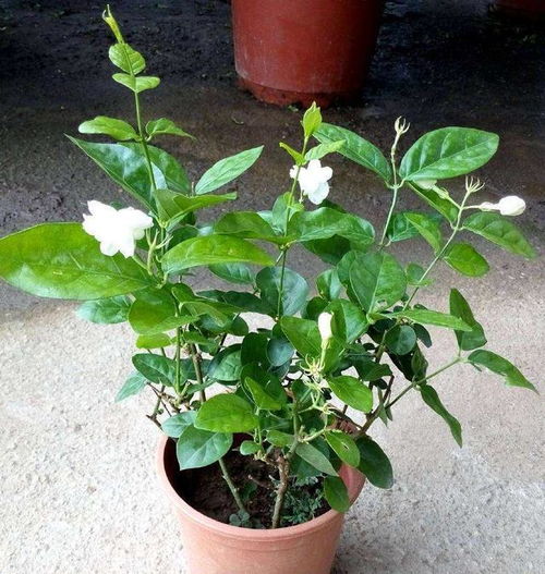 玫瑰花换盆后黄叶怎么办？缓苗期养护有哪些技巧
