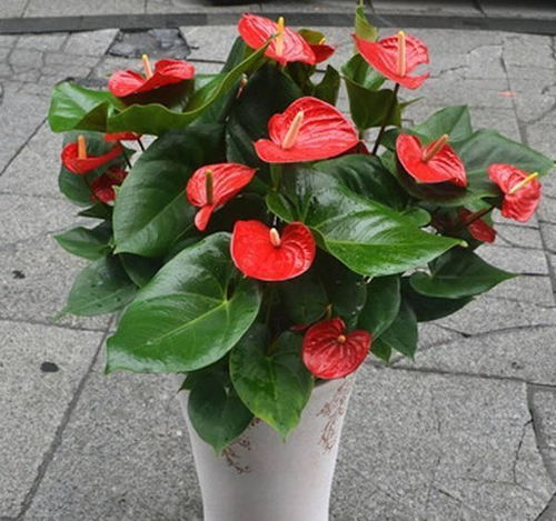 红色长条状花的独特魅力