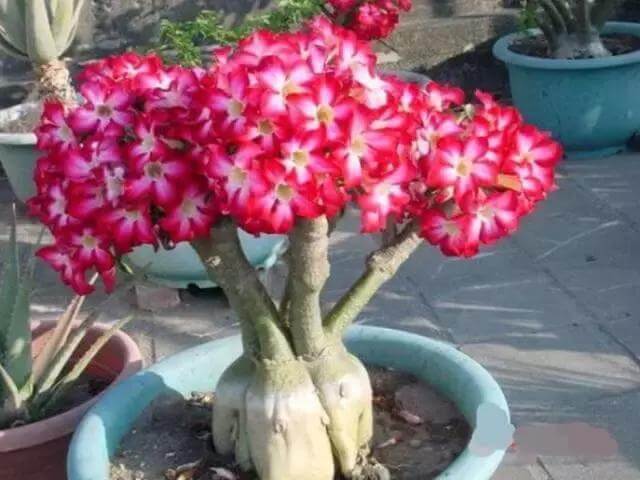 如何根据玫瑰花土壤酸碱度来配置和养护土壤