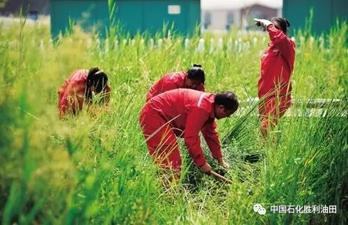 雨后杂草乱窜，苗木人如何高效除草保生长？