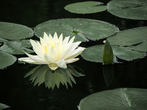 睡莲的开花条件