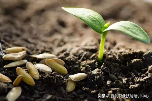 土壤，酸碱度要适中