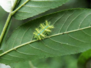 防治黄刺蛾，我有妙招