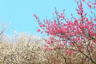梅花在广东的种植适宜性