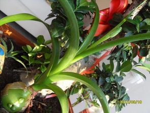 花期7-8月， 冬季也Neng开花