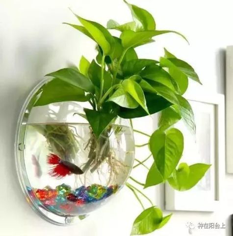 水培盆栽种植技巧，如何选择适合的植物