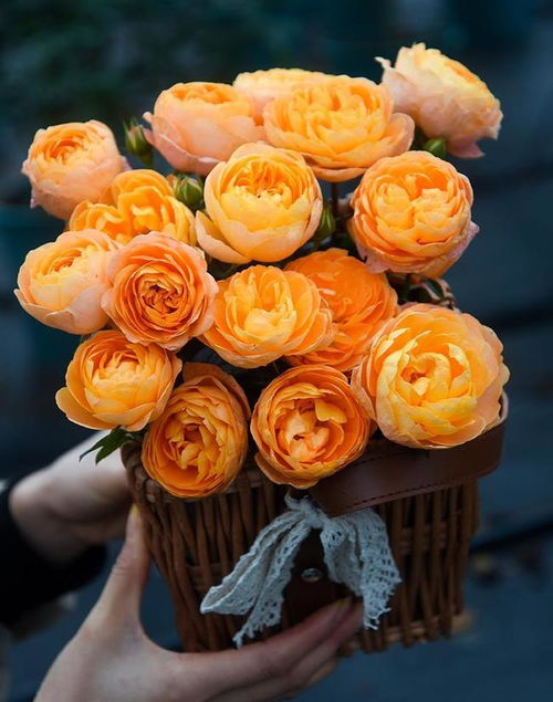 微型月季与超级微型月季品种大全推荐