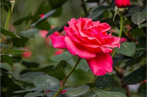 南方草本花卉大揭秘：梅雨季这些花卉会烂根吗？