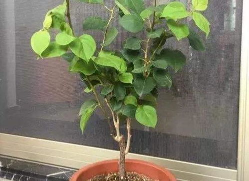 光照与水分的平衡