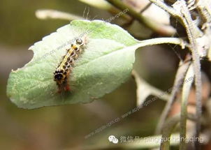 驻果害虫的种类