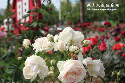 月季花开时节，如何让园林美上加美？