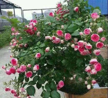 有人用氧化乐果，效果怎么样？我试试剪掉它