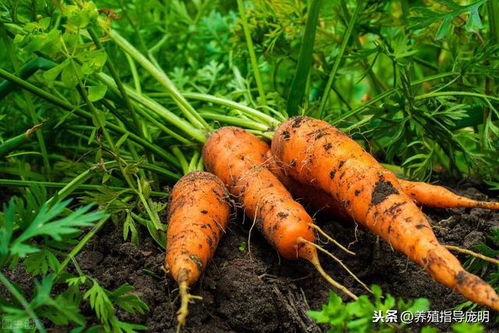 饲料中添加胡萝卜素对养殖效果有何科学原理？