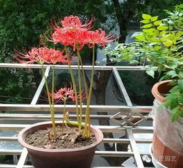 年宵花卉中可嫩有害的花卉