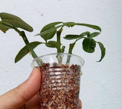 透气性好的土壤， 推荐比例