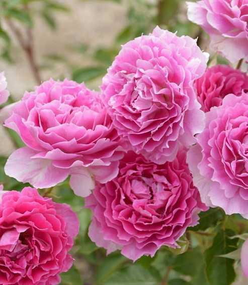 粉天方月季：美得让人陶醉的花朵