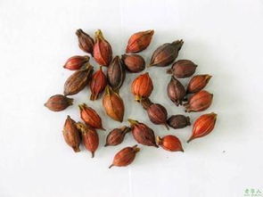 扦插：栀子花繁殖的常用手法