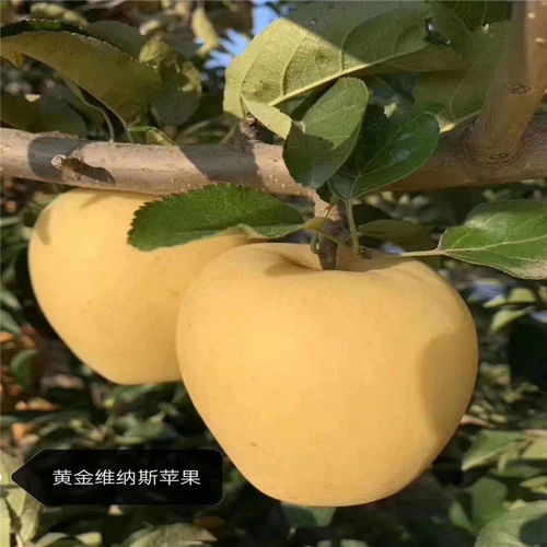 5月种树苗？这几种果树赶紧种起来