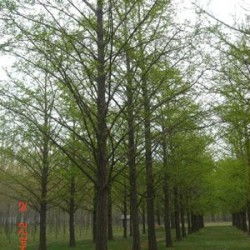 国家道路征地补偿标准：银杏树价格区间