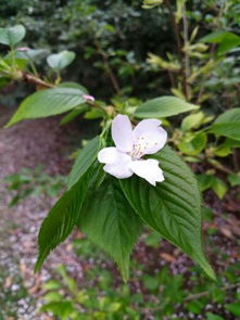 虫害方面注蚜虫、蓟马等防治。