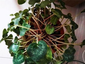 分块茎的种植技巧