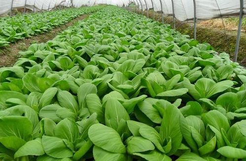 东北秋白菜种植技术有哪些？如何科学管理提高产量