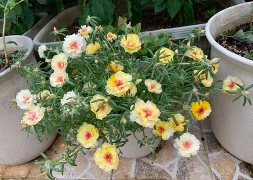 太阳花：夏日小清新， 插枝即活