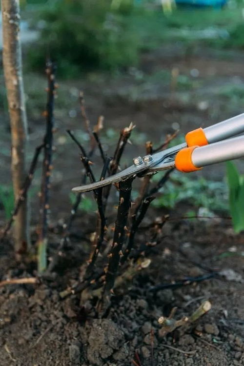 月季花修剪， 冬季的“美容术”