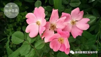 花语的诗意与传承