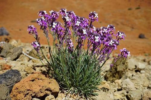 圣诞节小树变身游戏