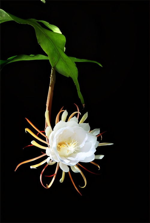 昙花一现，遗忘之美，养花必备！