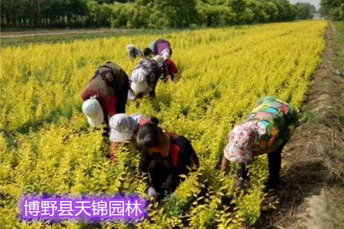 气候对金叶榆的影响