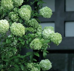 木绣球的花期是多久？