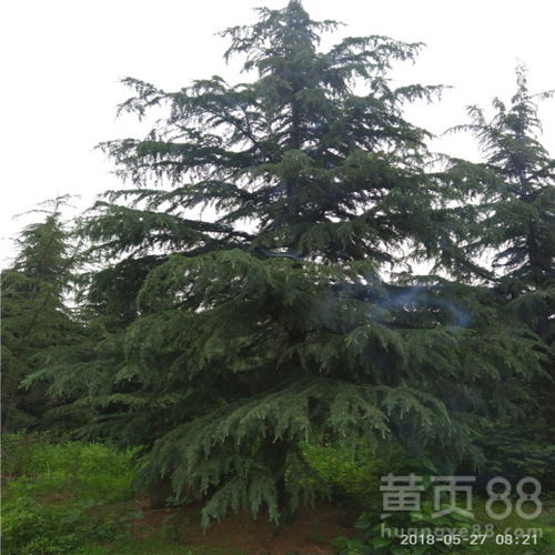 十公分雪松，价格怎么样？