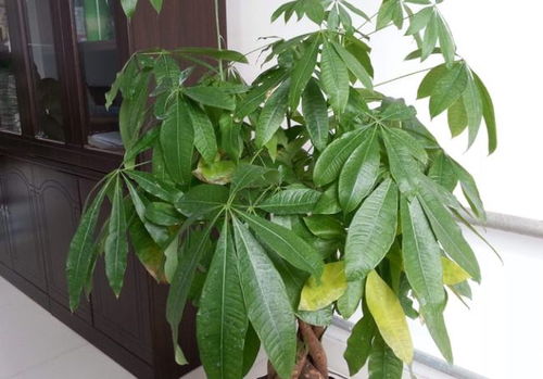 发财树叶子发黄，如何对症下药挽救