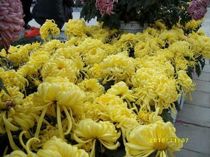 一、 按花期分类