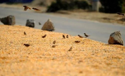 风蚀损失减少58%的妙招