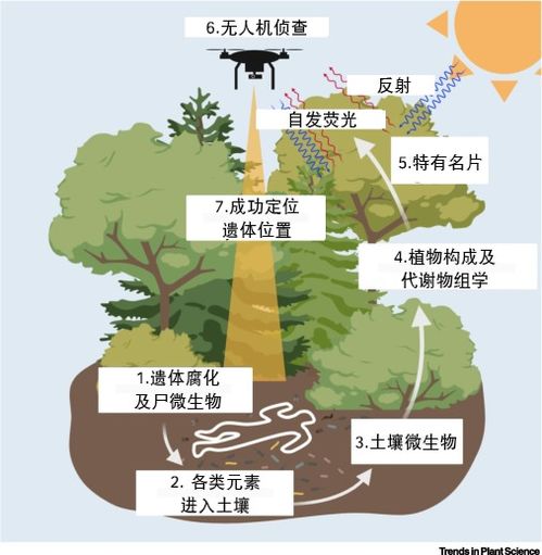 云实树的奥秘：探索其生长地与广泛分布