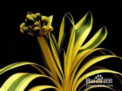 九月份花草盛开， 色彩斑斓