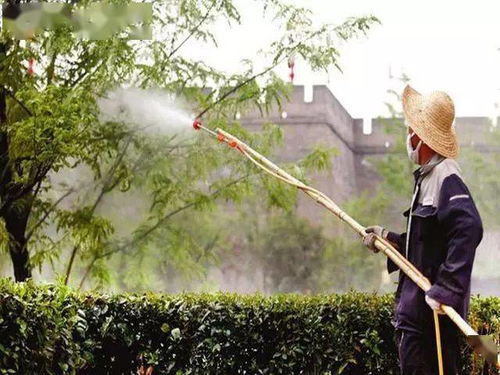 前言：叶面农药与植物枯萎的关联