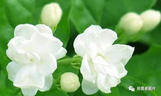 茉莉花语：爱情如茉莉