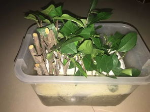 水培吊竹梅改土培，根系适应了吗