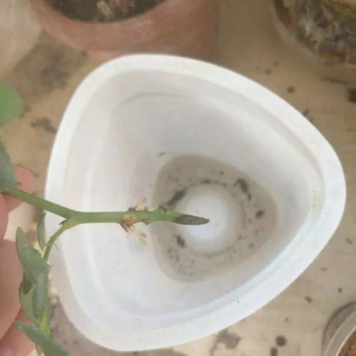 秋季扦插，也是个不错的选择