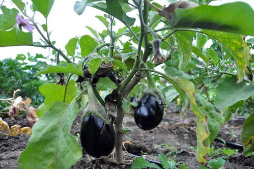 茴香种植技巧分享