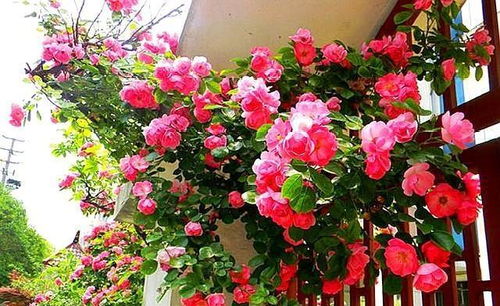 上个月网友的彩虹蔷薇开出满树土黄色，究其原因是嫁接膜缠得太紧。