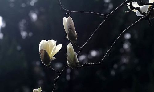 光照与温度， 大自然的宠儿