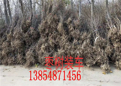 南阳共赢农业果树苗基地：精心培育， 只为优质